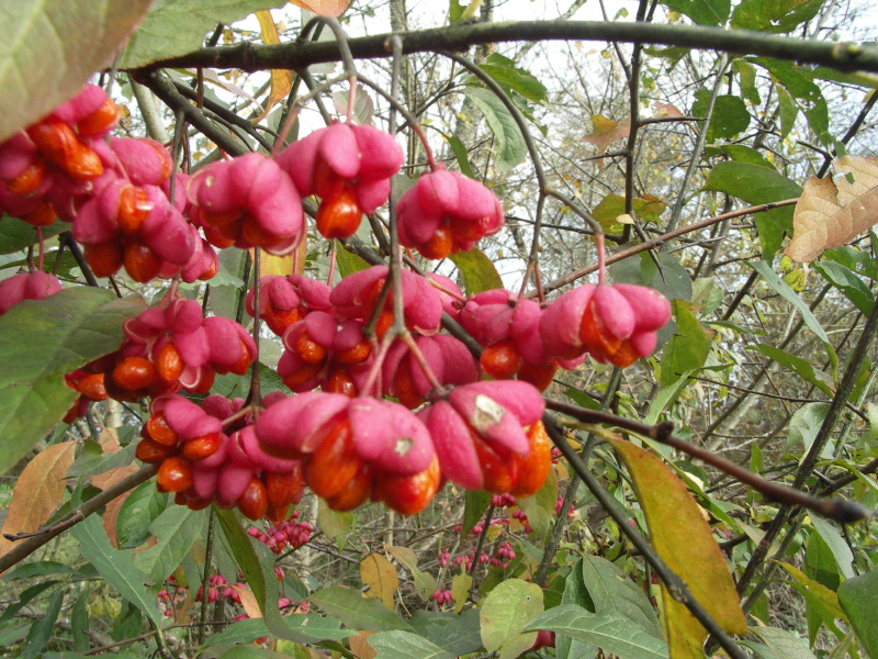 q fruits.JPG