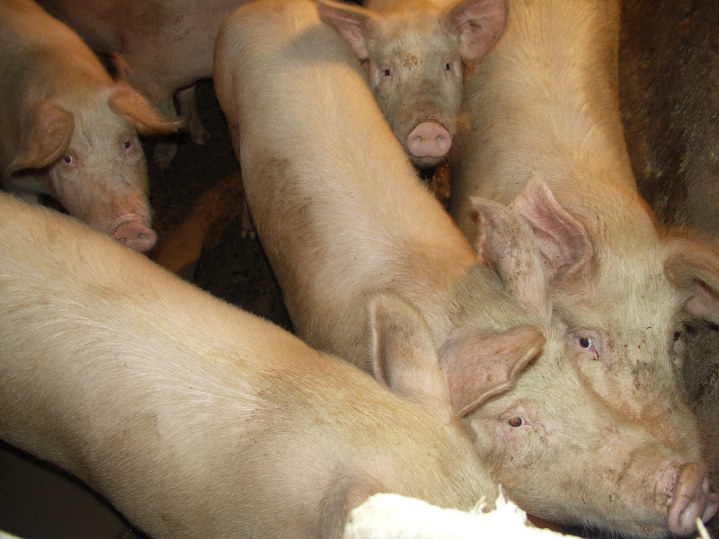 ycochon.JPG