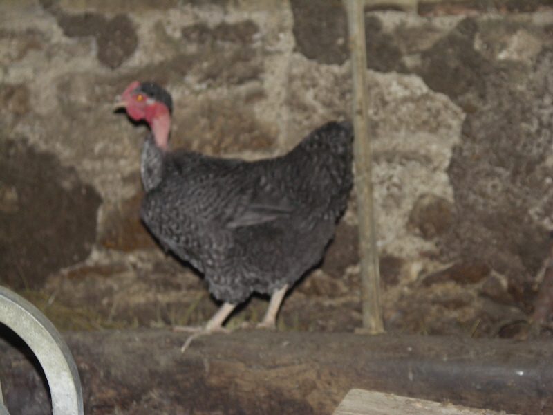 wwwpoule.JPG