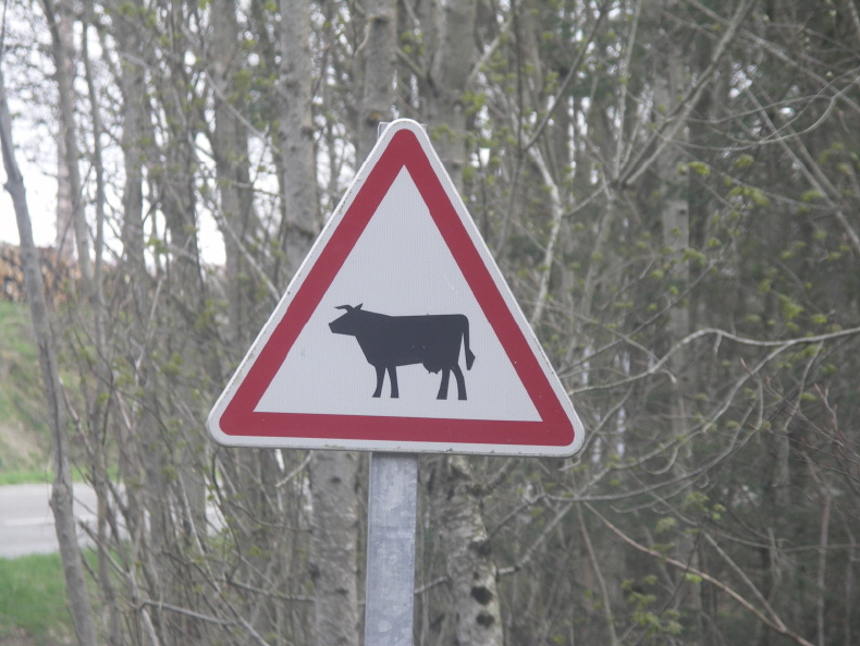 Attention aux Vaches.JPG