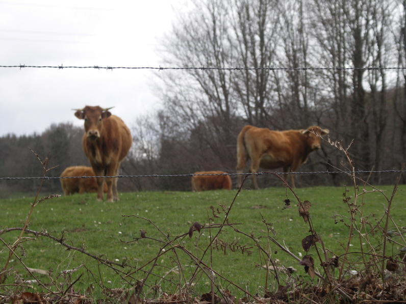 Vaches3.JPG