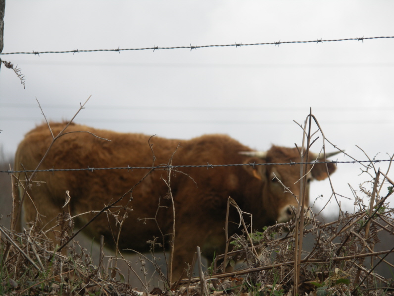 Vache.JPG