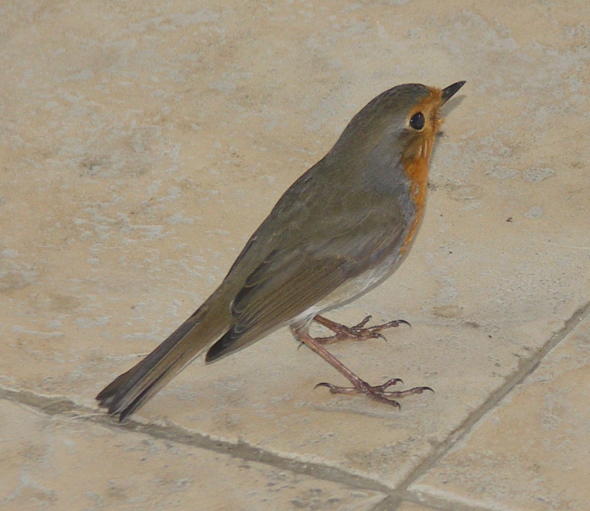 Pipit2 (Rec).jpg