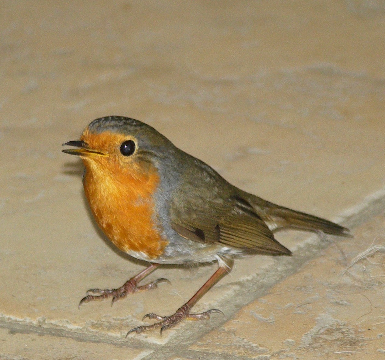 Pipit (Rec) .jpg