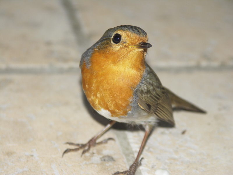 pipit23.JPG