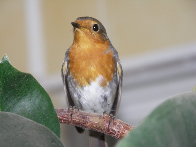 pipit24.JPG