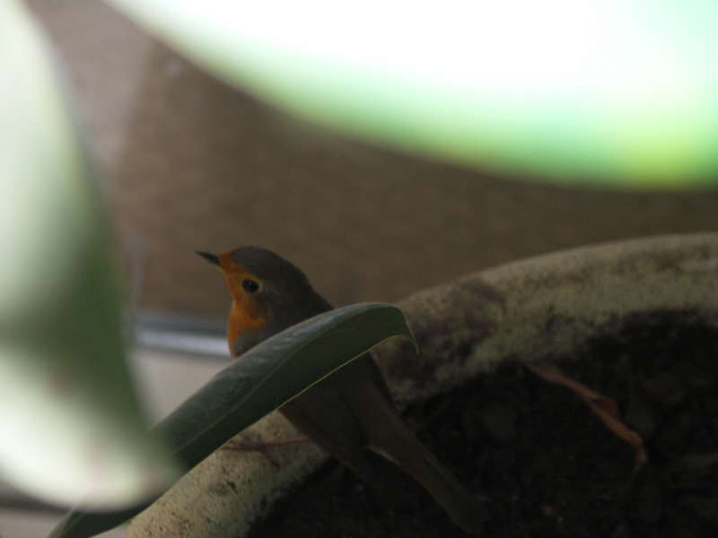 pipit pot.JPG