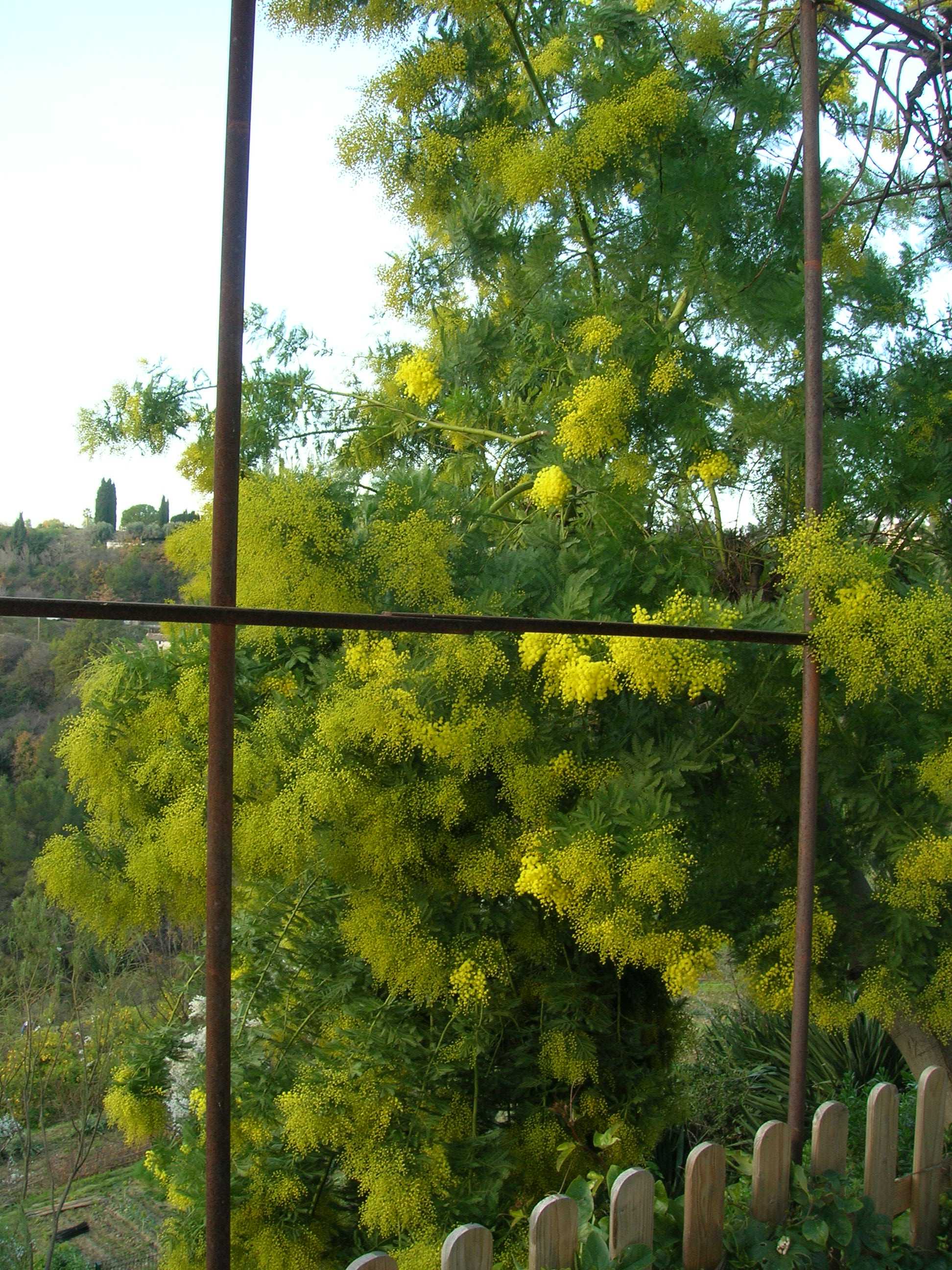 Mimosa.jpg