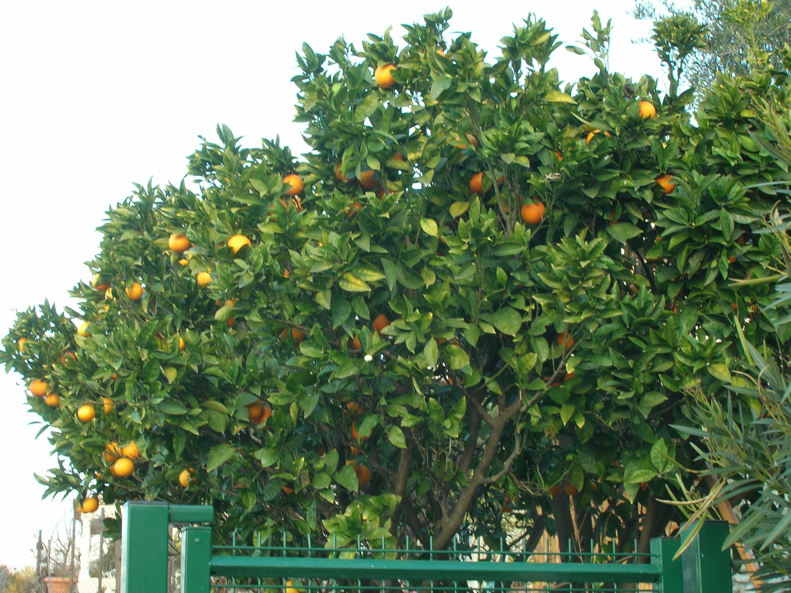 Oranges.jpg