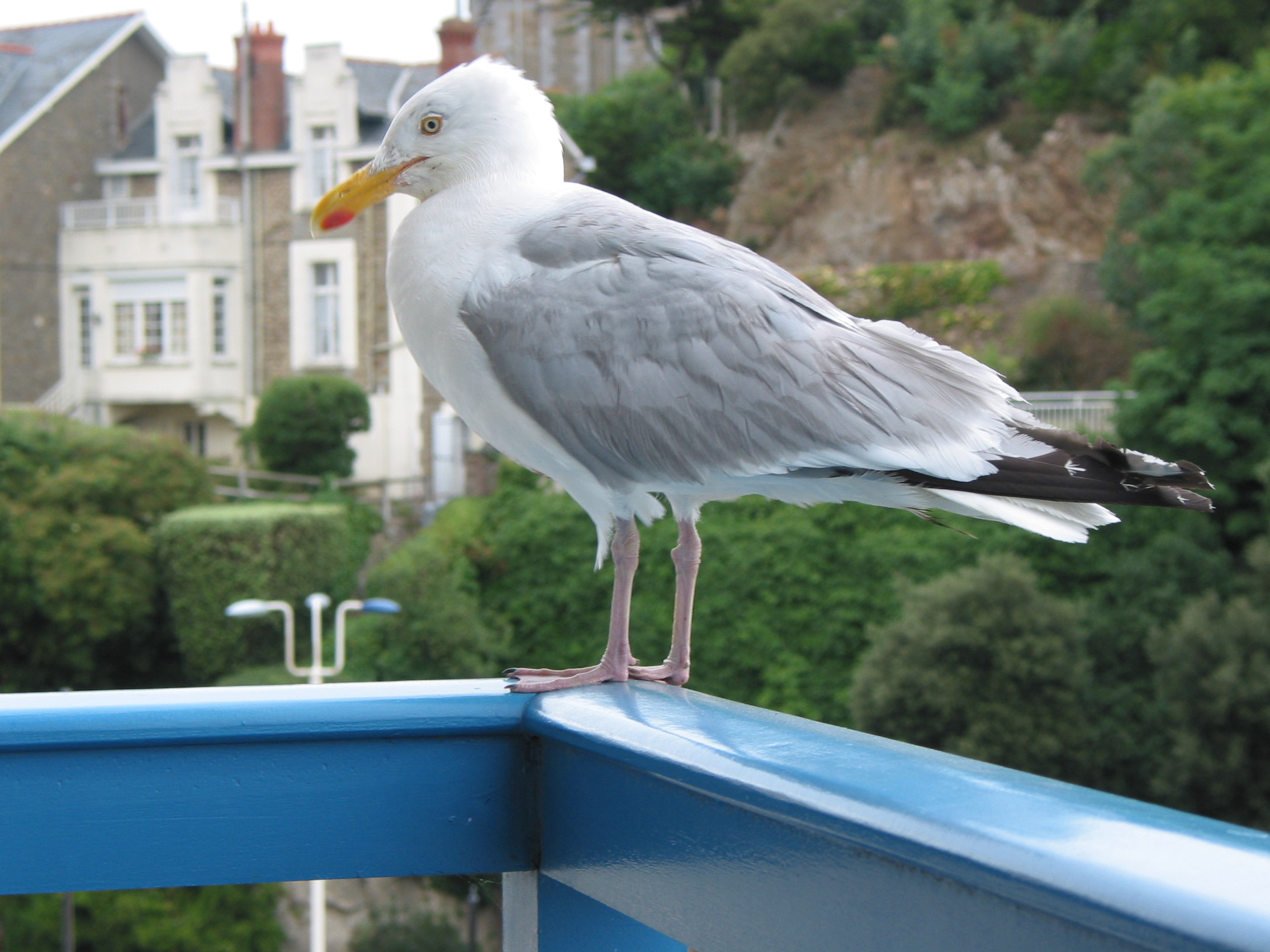 Voy bretagne (57).jpg
