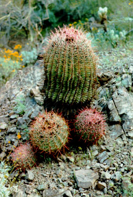 cactus.jpg