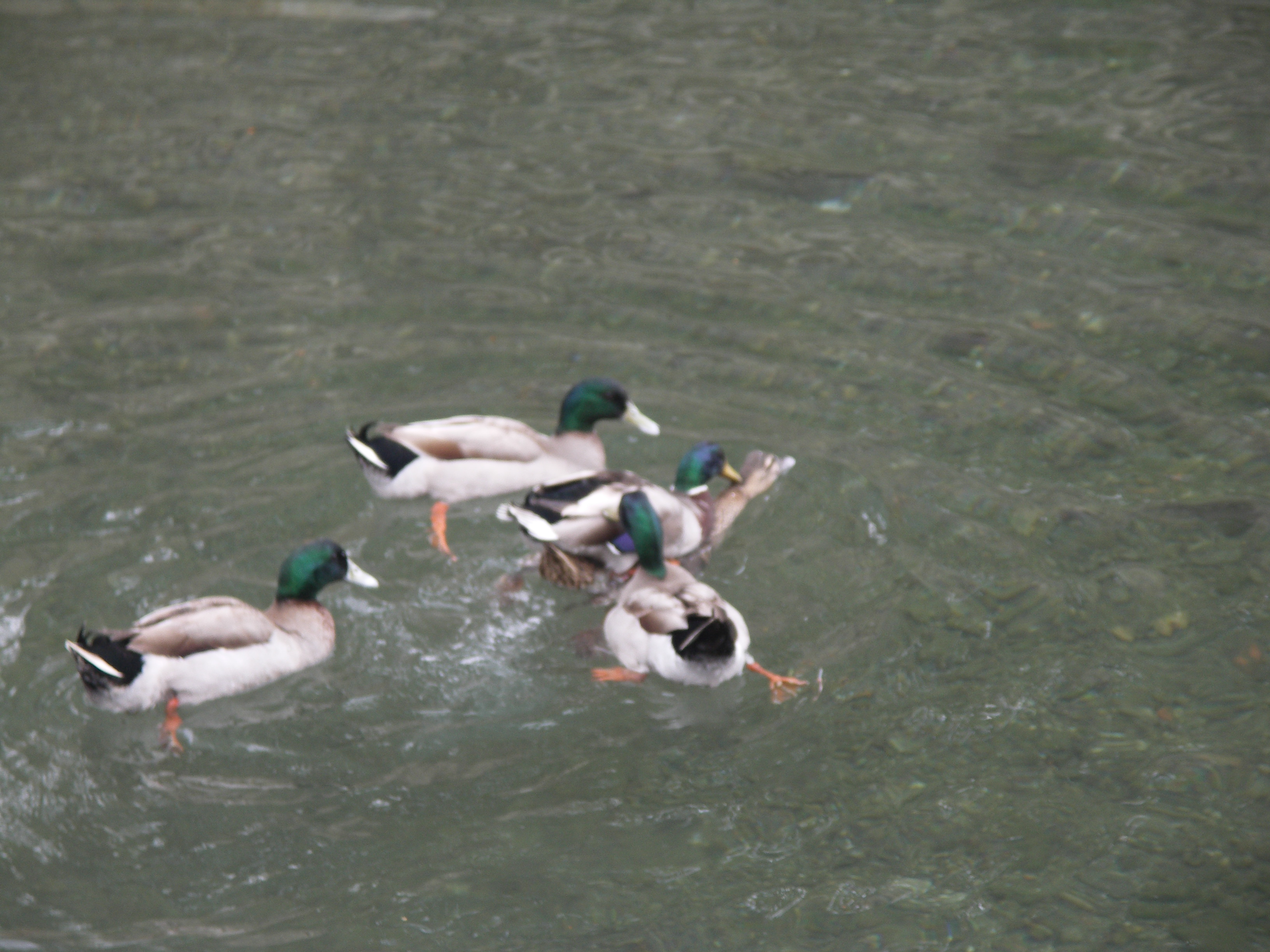 Canards Collioure.JPG