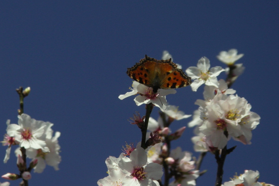 Papillon marron.JPG