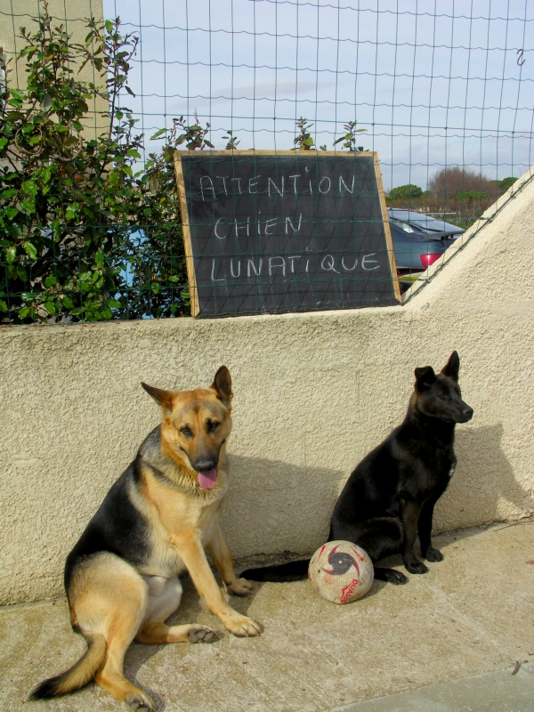 Attention chiens lunatiques.jpg