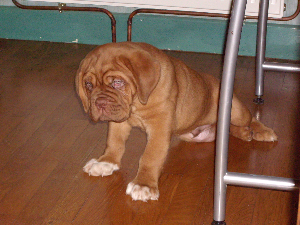 Dur la vie de Chien.JPG