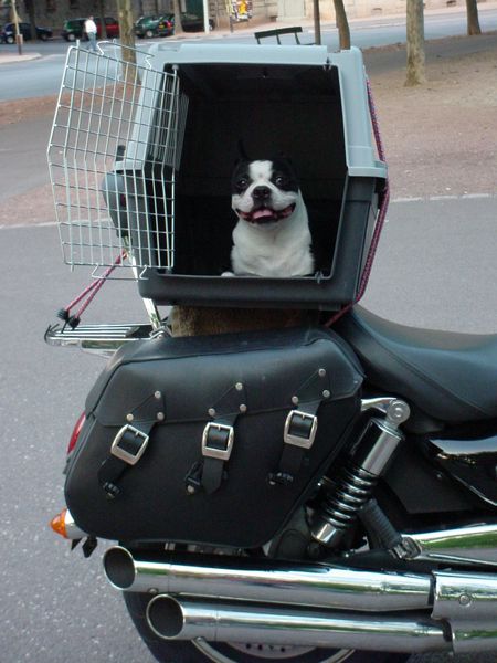 chien 1.jpg