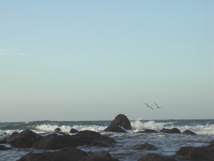 Bord de mer Rochelongue mouettes.JPG