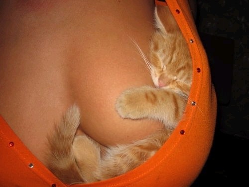 Minou.jpg
