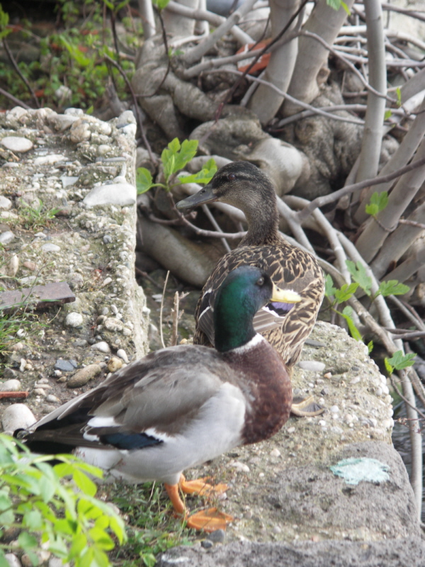 Couple de canards 2.JPG