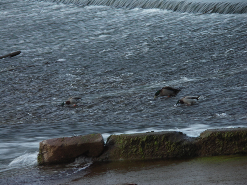 Canards qui boivent.JPG