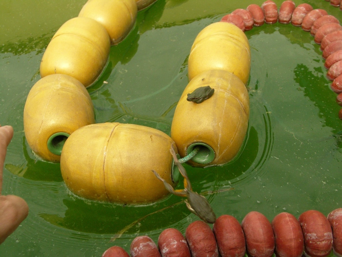 Grenouille en saut R x700.jpg