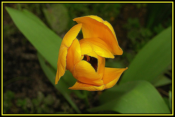 Tulip Art Dessus cadre.jpg