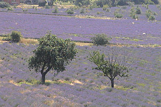 lavande789.jpg