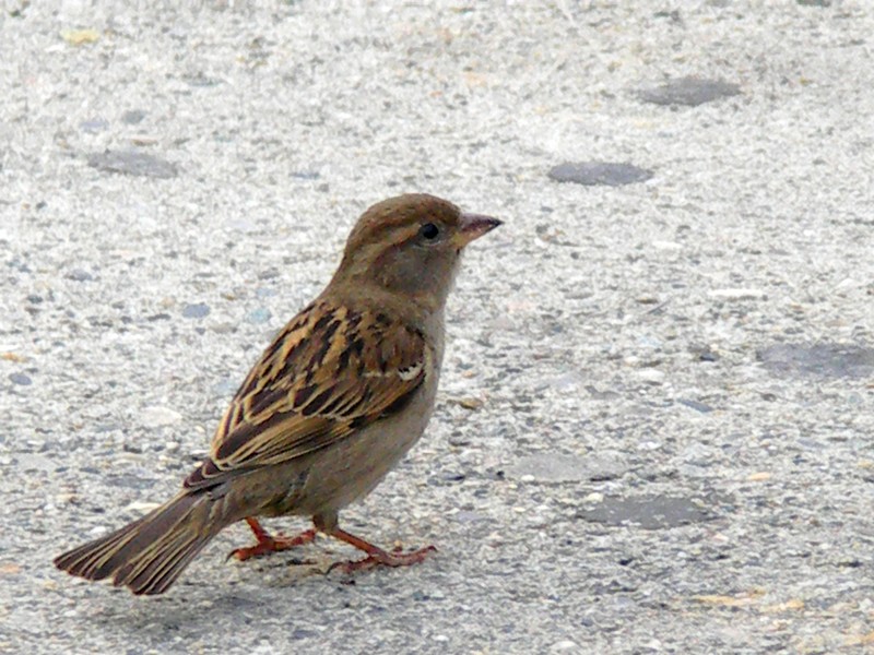 pipit.jpg