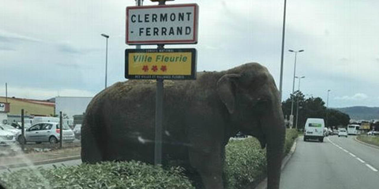 Clermont-Ferrand-un-elephant-se-promene-en-pleine-ville.jpg